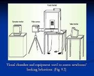 Infancy and Childhood PowerPoint Presentation Notes