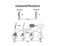Merosin Deficient Congenital Muscular Dystrophy PowerPoint Presentation Notes