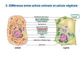 Biologie Cellulaire