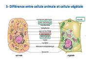 Biologie Cellulaire PowerPoint Presentation
