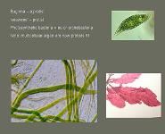 Diversity of Life PowerPoint Presentation