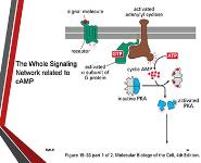 Pharmacodynamics PowerPoint Presentation