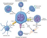 Hodgkins Lymphoma PowerPoint Presentation