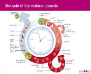 Life Cycle of Malarial Parasite PowerPoint Presentation