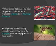 History of Malaria PowerPoint Presentation