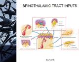 Spinothalamic Tract
