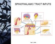 Spinothalamic Tract PowerPoint Presentation