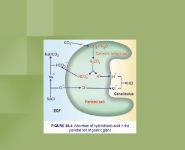 Gastric Secretion PowerPoint Presentation