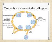 Neoplasia Molecular basis of Carcinogenesis PowerPoint Presentation