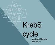 Krebs Cycle PowerPoint Presentation