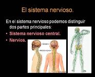 Las Neuronas y Los Actos Nerviosos PowerPoint Presentation