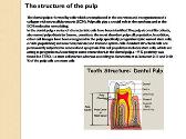 The structure of the dentin-pulp complex