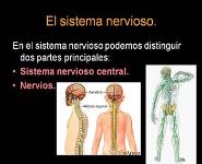 neurona PowerPoint Presentation