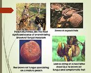 Diseases of Peach PowerPoint Presentation