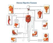 Sistema Digestivo Humano PowerPoint Presentation