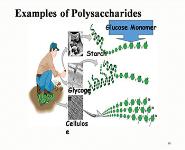 Carbohydrates PowerPoint Presentation