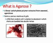 Gel Electrophoresis PowerPoint Presentation