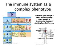 The Biochemistry and Genetics of Autoimmune Disease PowerPoint Presentation Notes