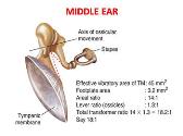 Physiology of Hearing and Equilibrium