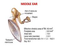 Physiology of Hearing and Equilibrium PowerPoint Presentation