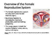 Female Reproductive Anatomy and Physiology: A Comprehensive Overview