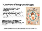Obstetrics: Pregnancy Stages and Fetal Development