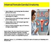 Sexual and Reproductive Health: Female Genital Anatomy and Health PowerPoint Presentation