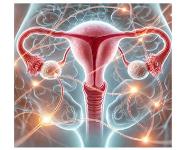 Gynecologic Endocrinology: Hormonal Regulation in Female Reproductive Health PowerPoint Presentation