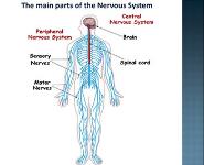 Nervoacid PowerPoint Presentation
