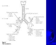 Acute Respiratory Distress Syndrome (ARDS) PowerPoint Presentation