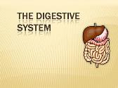 Body Digestive System