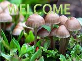 Mashroom Cultivation