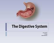 The Digestive System PowerPoint Presentation Notes