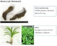 Botany Lab Monocot Medical Notes