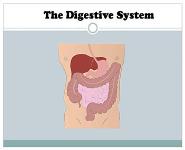 Human Body Digestive System PowerPoint Presentation