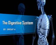 Digestive System PowerPoint Presentation