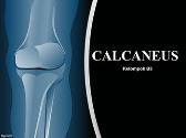 Radiology Calcaneus