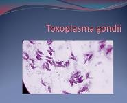 Toxoplasma Gondii PowerPoint Presentation