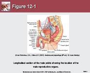 Care of the Patient with a Reproductive Disorder PowerPoint Presentation