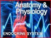 Endocrinology