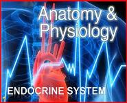 Endocrinology PowerPoint Presentation