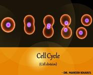 Cell Cycle Cell Division PowerPoint Presentation