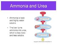 Urinary System Water Control and Nitrogen Disposal PowerPoint Presentation