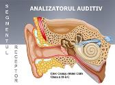 Analizatorul Auditiv