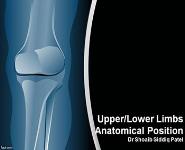 Anatomical Position PowerPoint Presentation Notes