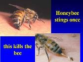 Honey Bee Stings