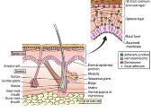 Structure and Functions of Skin