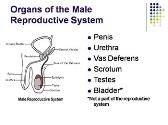 The Human Body-The Reproductive System