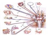 Ophthalmic Anatomy and Physiology