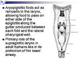 Physiology of Larynx